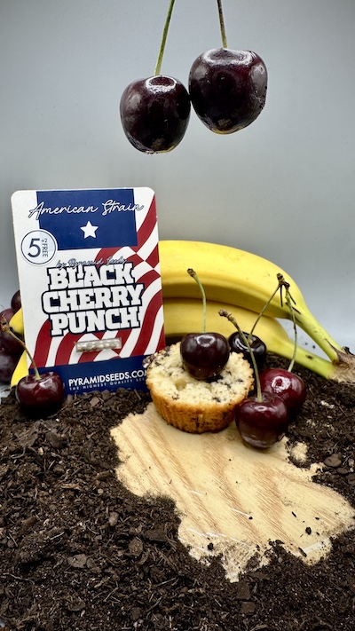 Black Cherry Punch seed pack by Pyramid Seeds featuring cherries and fruits highlighting the strain’s aroma.
